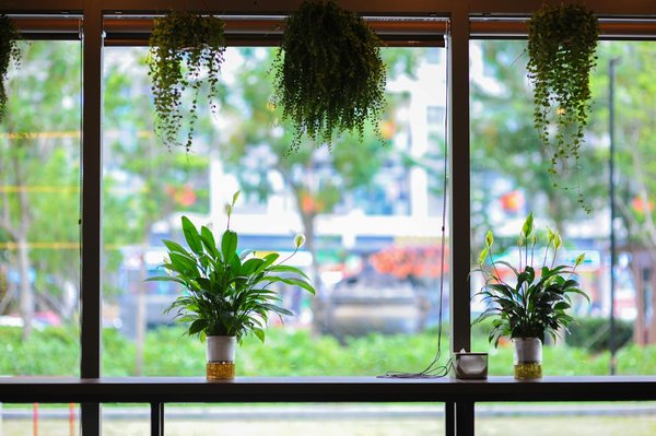 Mutuelle chien pas cher : astuces pour réduire vos coûts efficacement